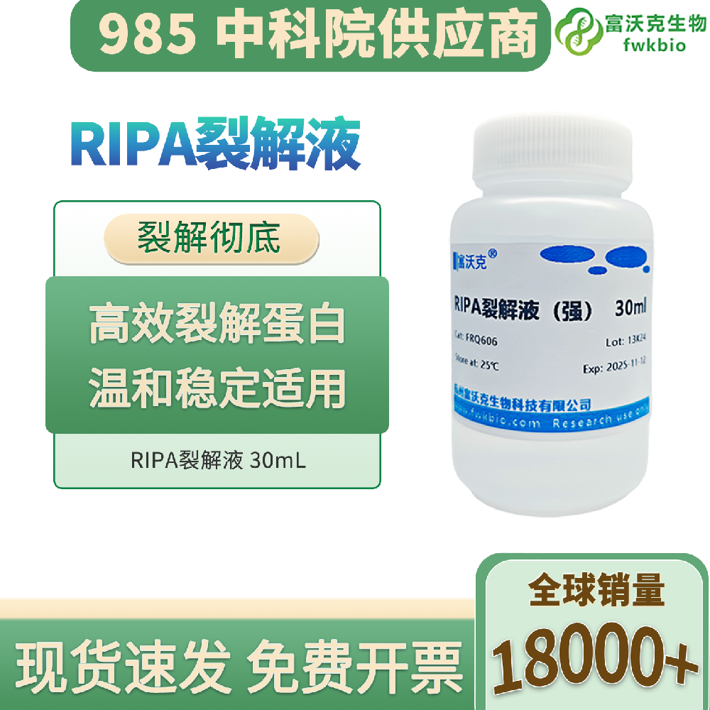 强弱通用 RIPA 裂解液 实验室科研专用细胞组织蛋白提取裂解试剂