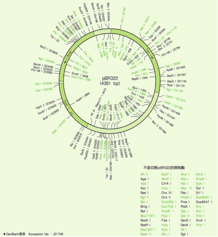 pBR322 DNA(4361bp）限制酶切位点图