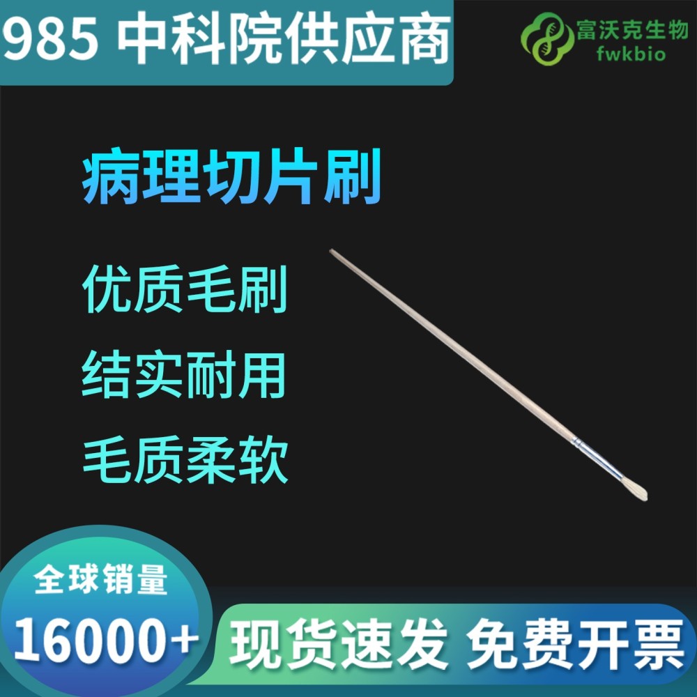 病理切片刷 切片清理毛刷